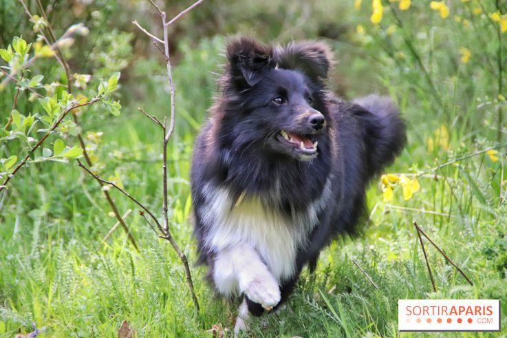 Deux boutiques éphémères Royal Canin dédiées aux chiens et aux chats ont ouvert à Paris