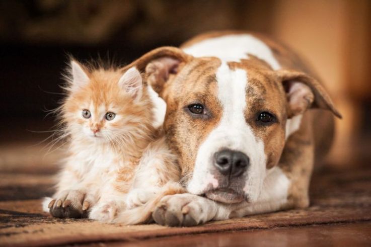 Alpha: abre em Paris uma creche para cães, um spa e um hotel de luxo para  gatos 