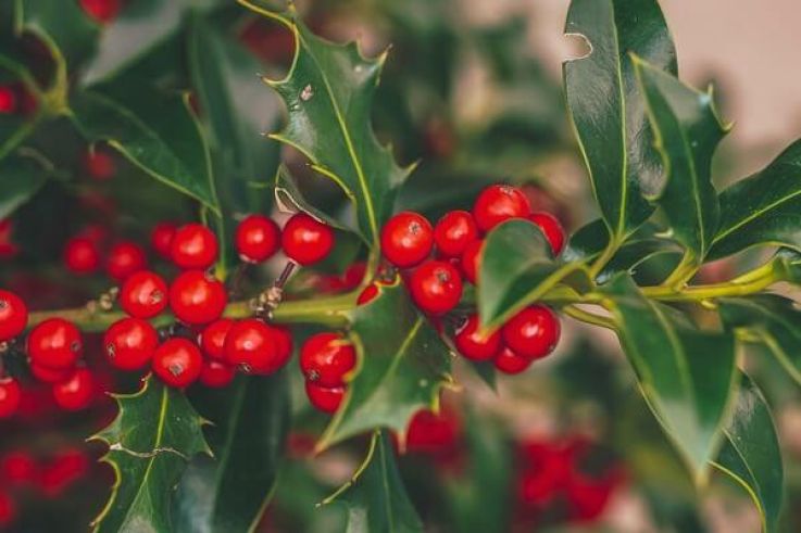 Histoire et traditions : pourquoi s'embrasse-t-on sous le gui pour le Nouvel An ?