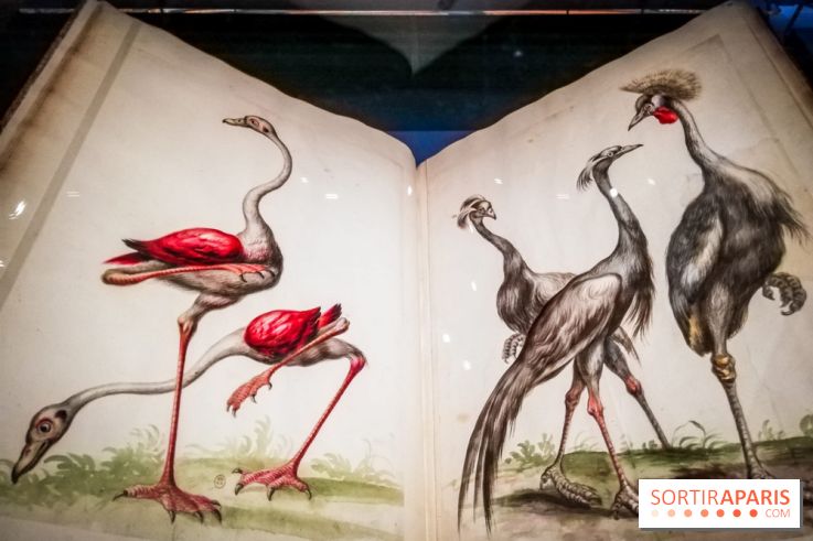 Les animaux du Roi, une exposition qui a du chien au Château de Versailles - nos photos