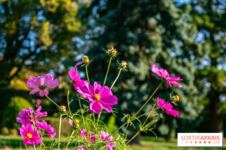 fleurs nature visuels actualités