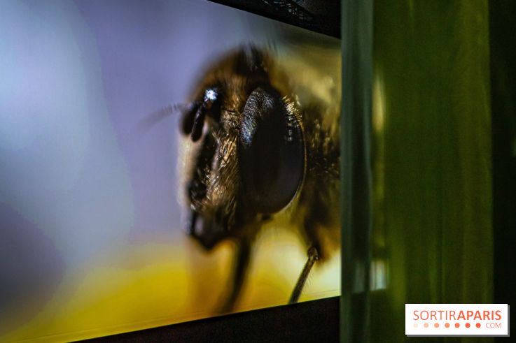 Photos : Odyssée sensorielle, l’expo immersive au Museum 