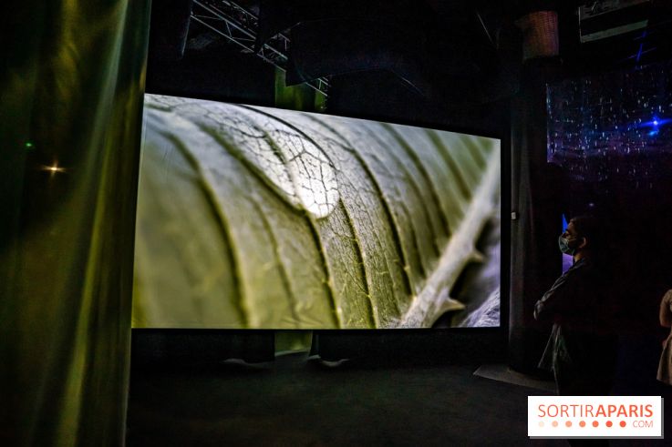 Photos : Odyssée sensorielle, l’expo immersive au Museum 