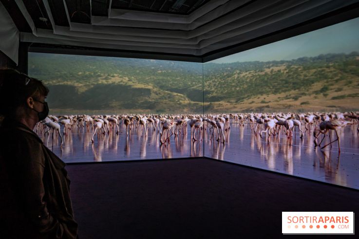 Photos : Odyssée sensorielle, l’expo immersive au Museum 