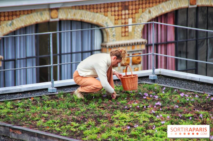 Des ateliers hors du temps pour cultiver le safran sur les toits de Paris