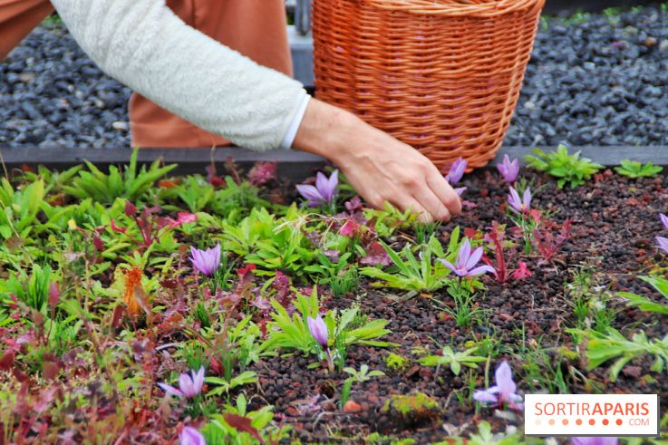 Des ateliers hors du temps pour cultiver le safran sur les toits de Paris