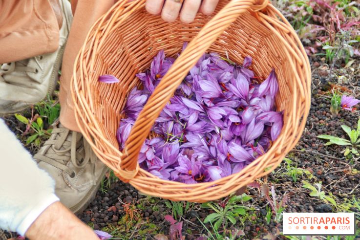 Des ateliers hors du temps pour cultiver le safran sur les toits de Paris