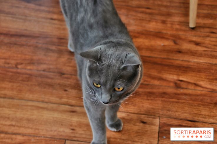 Le Moustache Pension, un hôtel pour chats douillet qui accueille vos compagnons à Paris