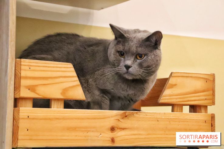 Le Moustache Pension, un hôtel pour chats douillet qui accueille vos compagnons à Paris