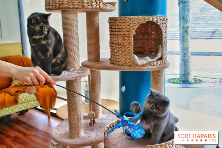 Le Moustache Pension, un hôtel pour chats douillet qui accueille vos compagnons à Paris