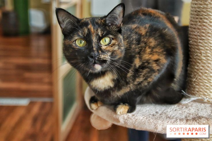 Le Moustache Pension, un hôtel pour chats douillet qui accueille vos compagnons à Paris