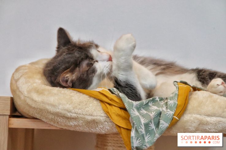 Le Moustache Pension, un hôtel pour chats douillet qui accueille vos compagnons à Paris