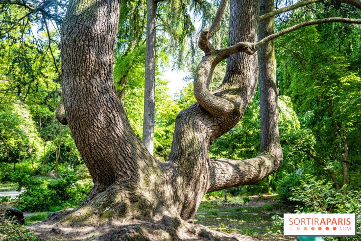Le jardin japonais du Parc de Boulogne Edmond de Rothschild