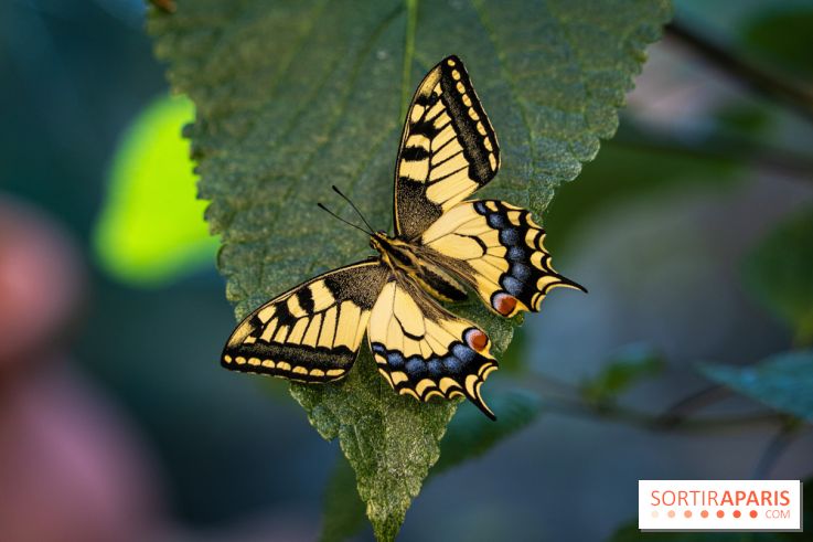 La Serre aux Papillons du Parc Floral 