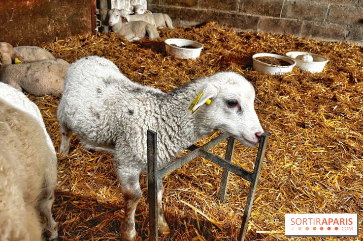 Le Château de Rambouillet et sa Bergerie nationale, un domaine d'exception en Ile-de-France