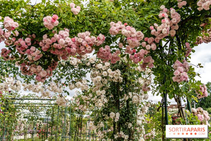 Photos : La Roseraie du val-de-Marne