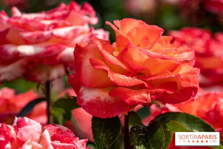 Photos : La Roseraie du val-de-Marne