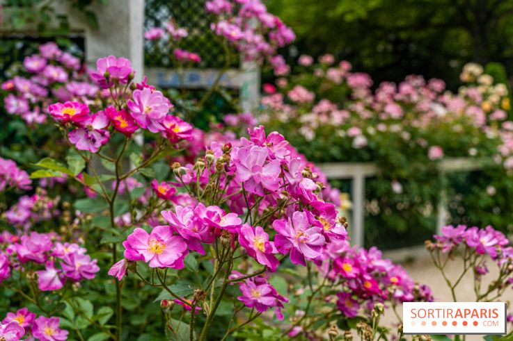 La roseraie du Square René-le-Gall