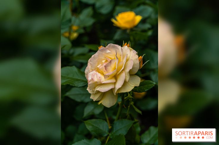 La roseraie du Square René-le-Gall