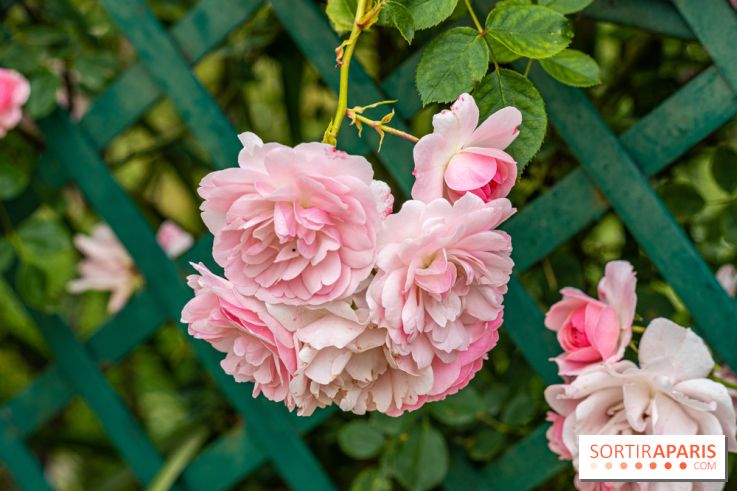 La roseraie du Square René-le-Gall