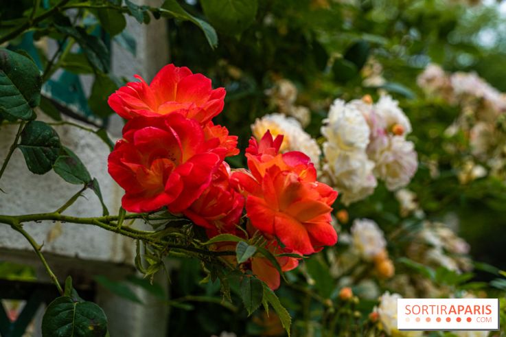 La roseraie du Square René-le-Gall