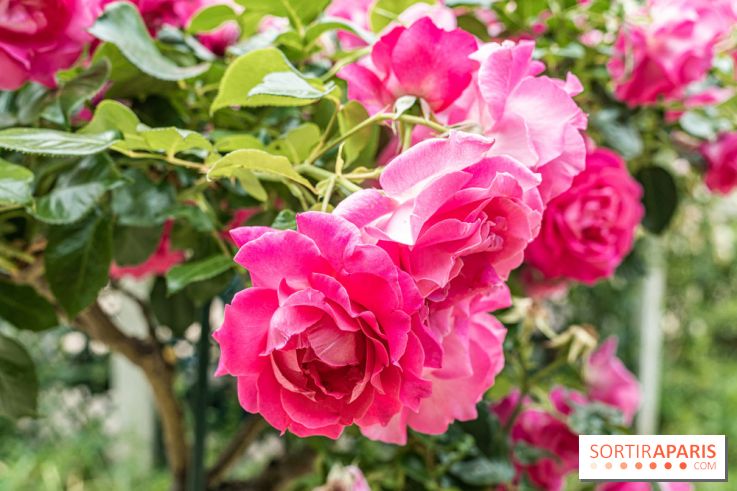 La roseraie du Square René-le-Gall