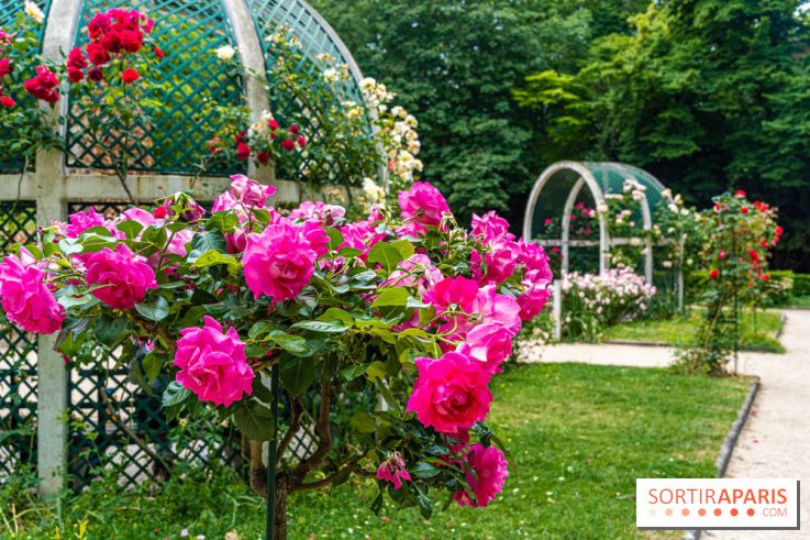 La roseraie du Square René-le-Gall