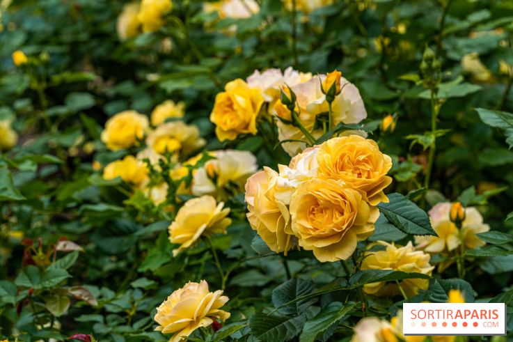 La roseraie du Square René-le-Gall