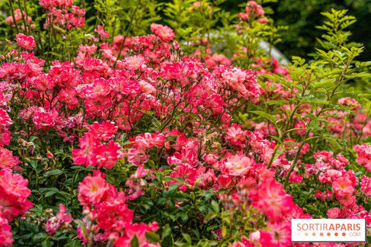 La roseraie du Square René-le-Gall