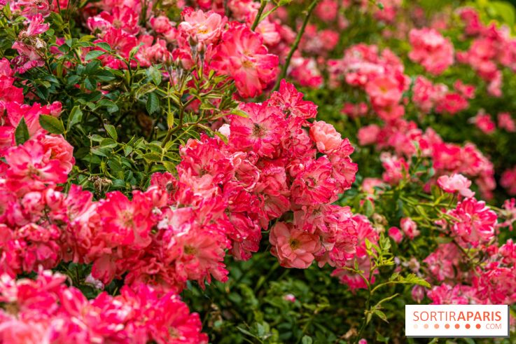 La roseraie du Square René-le-Gall