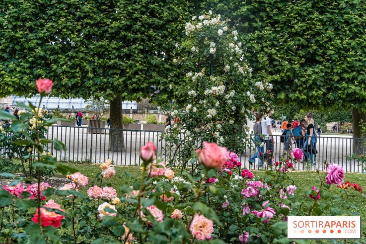 Photos La roseraie du Jardin des Plantes 