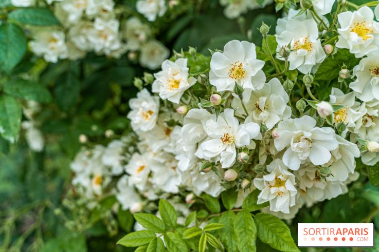 Photos La roseraie du Jardin des Plantes 