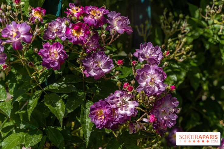 Photos La roseraie du Jardin des Plantes 