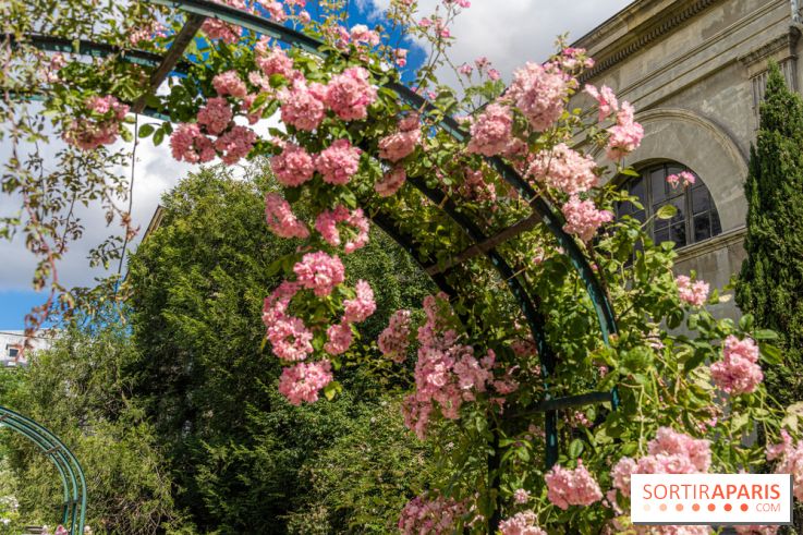 Photos La roseraie du Jardin des Plantes 