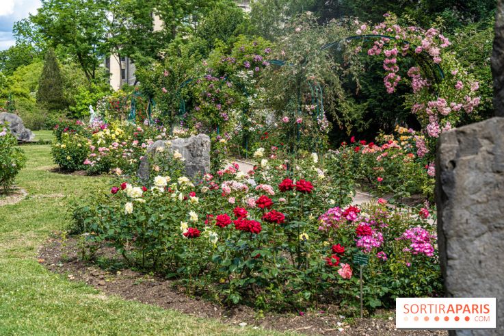 Photos La roseraie du Jardin des Plantes 
