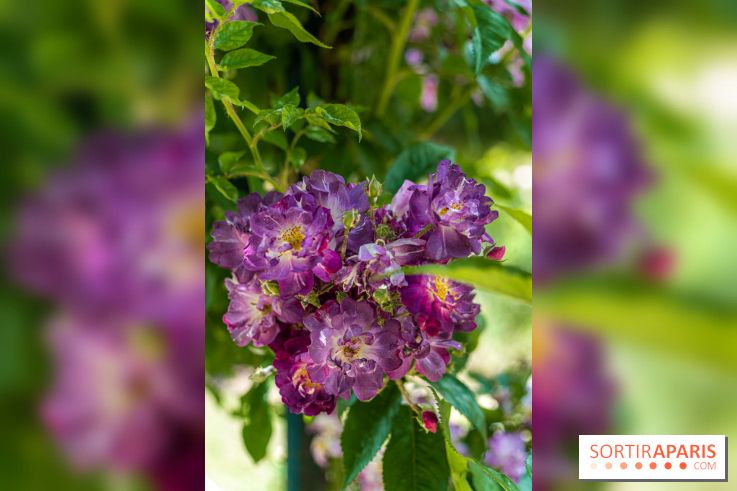 Photos La roseraie du Jardin des Plantes 