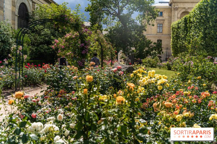 Photos La roseraie du Jardin des Plantes 