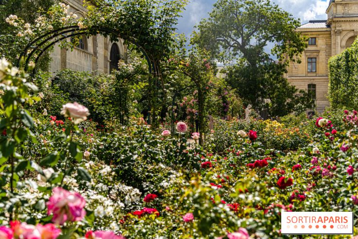 Photos La roseraie du Jardin des Plantes 