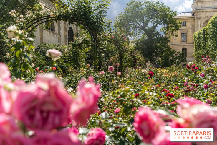 Photos La roseraie du Jardin des Plantes 
