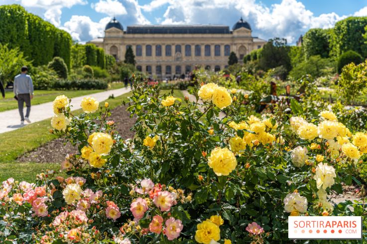 Photos La roseraie du Jardin des Plantes 