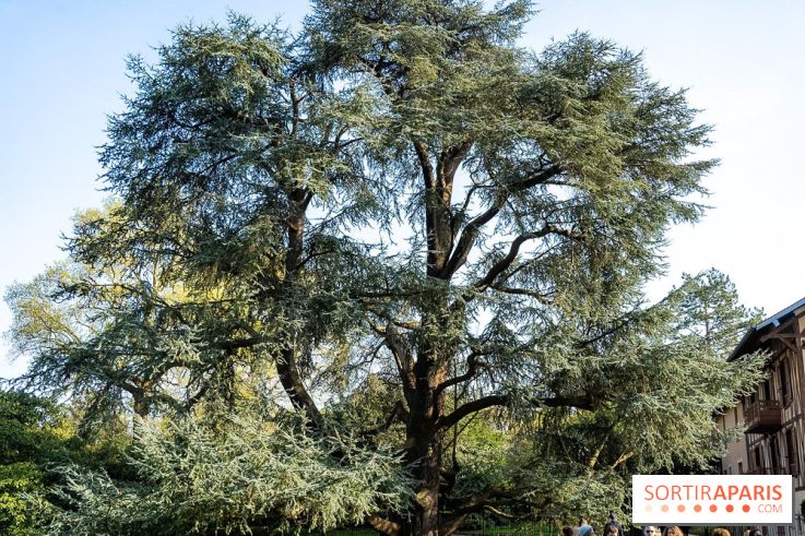 Arboretum de la Vallée-aux-Loups, une balade au milieu des arbres remarquables