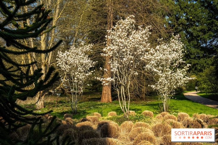 Arboretum de la Vallée-aux-Loups, une balade au milieu des arbres remarquables