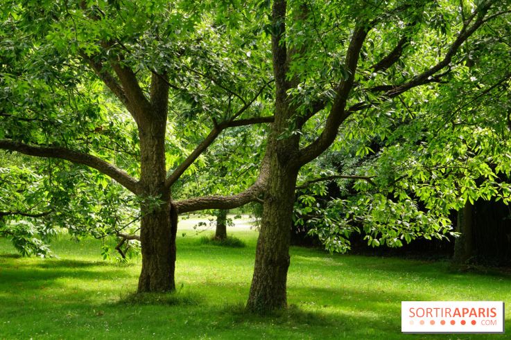 Arboretum de la Vallée-aux-Loups, une balade au milieu des arbres remarquables