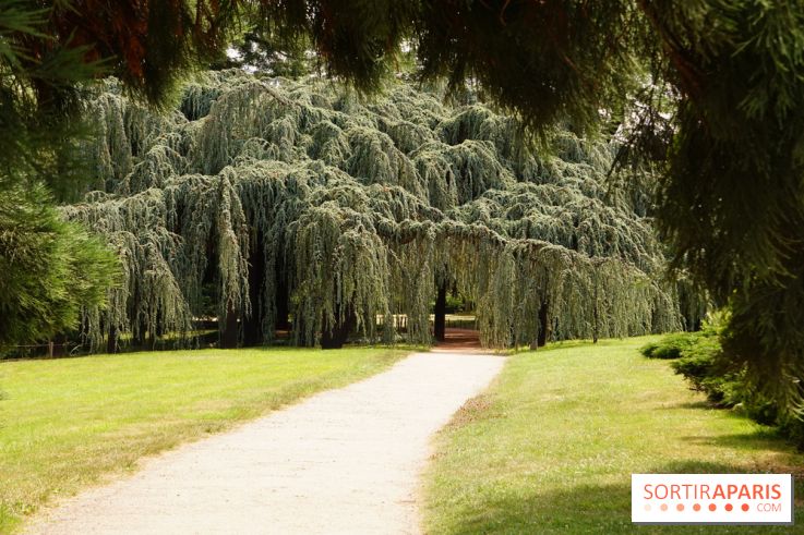 Arboretum de la Vallée-aux-Loups, une balade au milieu des arbres remarquables