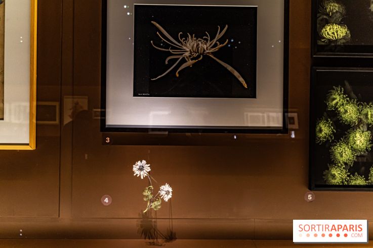 Exposition Végétal  by Chaumet aux Beaux Arts de Paris