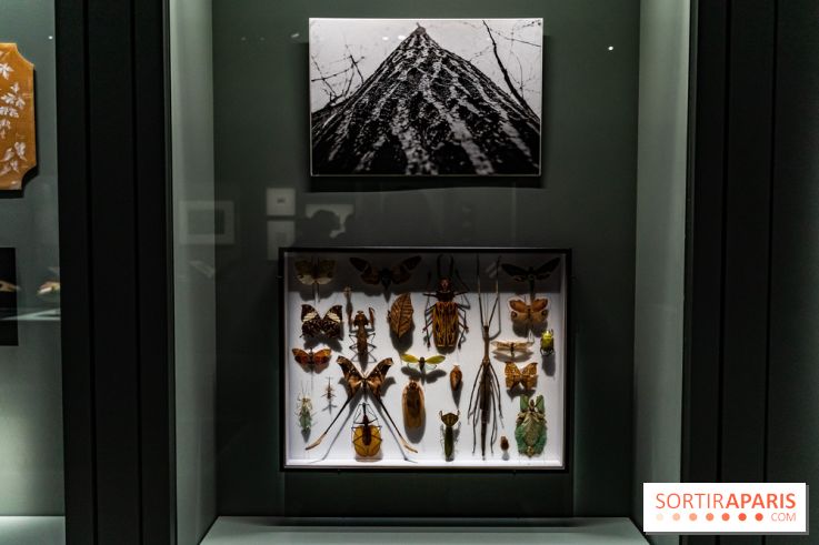 Exposition Végétal  by Chaumet aux Beaux Arts de Paris