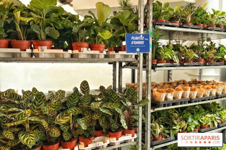 Plantes pour Tous, les prochaines ventes de plantes à partir de 2€ à Paris