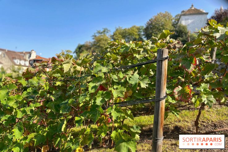 Visuels Paris - Clos Montmartre - Vignes