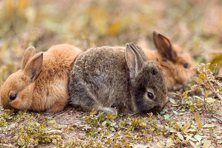 La Ménagerie Saint-Baudile, la ferme pédagogique bucolique de Neuilly-sur-Marne (93)