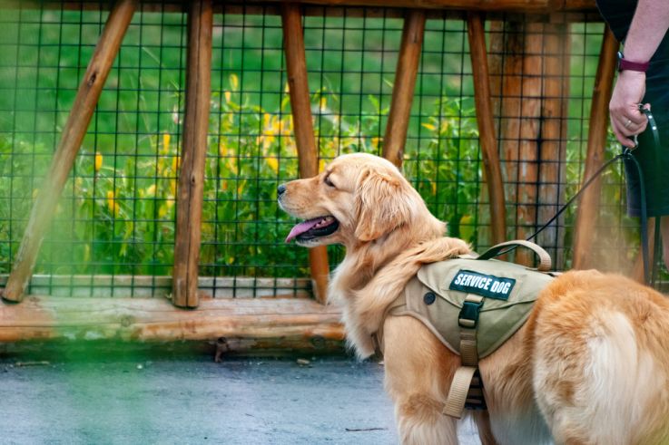 La journée portes ouvertes de l'école des chiens guides à paris